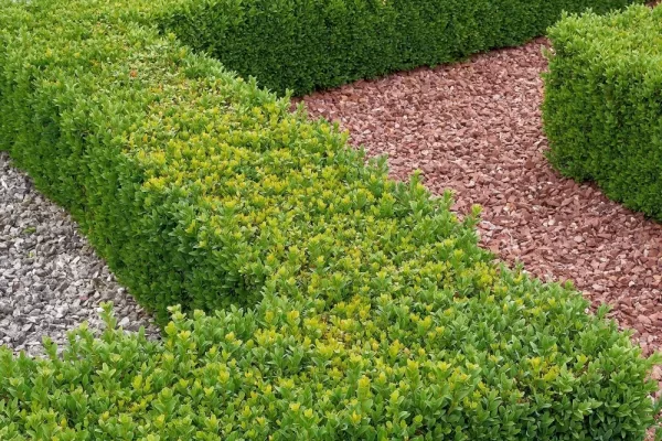 RUYADA  ŞİMŞİR GÖRMEK