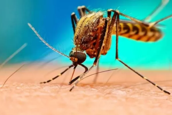 RUYADA   SİVRİSİNEK GÖRMEK