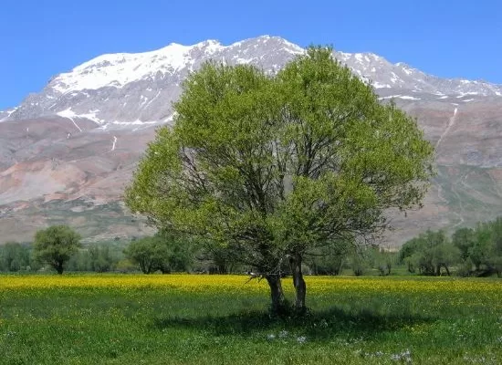 RUYADA   SÖĞÜT  AĞACI GÖRMEK