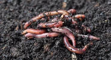 RUYADA   SOLUCAN GÖRMEK