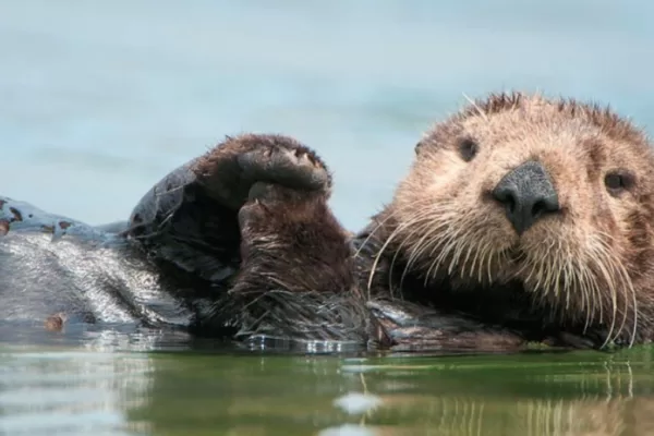 RUYADA  SU HAYVANLARI GÖRMEK