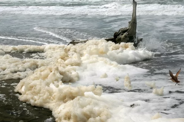 RUYADA  SU KÖPÜĞÜ GÖRMEK