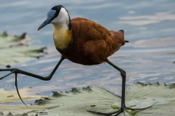 RUYADA   SU  KUŞU GÖRMEK