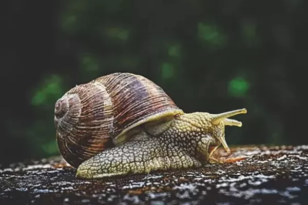RUYADA   SÜMÜKLÜ  BÖCEK GÖRMEK