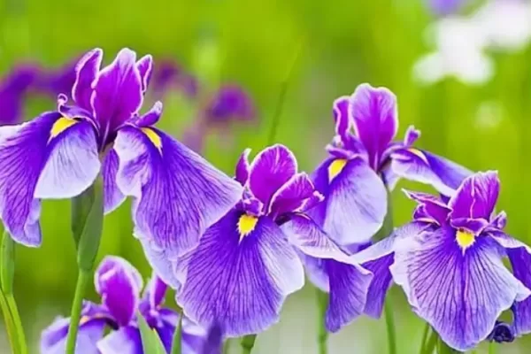 RUYADA   SÜSEN  ÇİÇEĞİ GÖRMEK