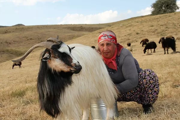 RUYADA  SÜT SAĞAN GÖRMEK