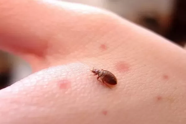 RUYADA   TAHTA  KURUSU GÖRMEK