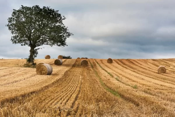 RUYADA   TARLA GÖRMEK