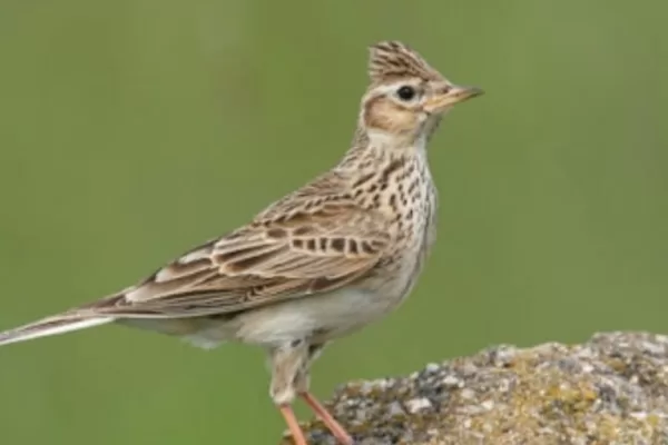 RUYADA   TARLA  KUŞU GÖRMEK