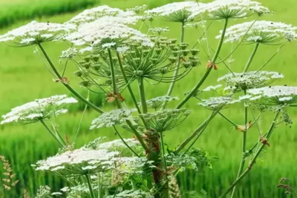 RUYADA   TAVŞAN  OTU GÖRMEK