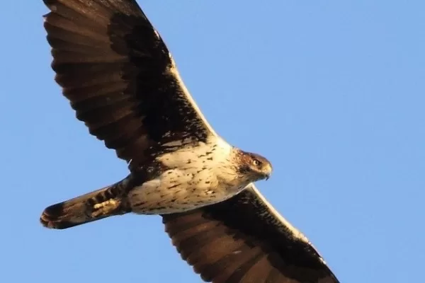 RUYADA    TAVŞANCIL   KUŞU GÖRMEK