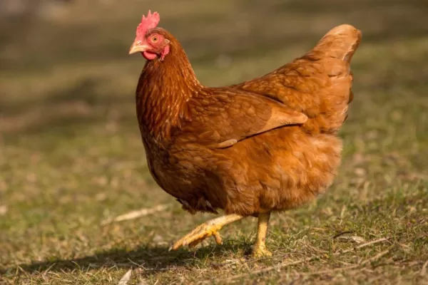 RUYADA   TAVUK GÖRMEK