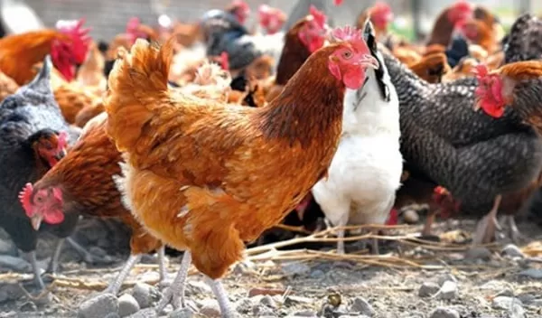 RUYADA  TAVUKÇU GÖRMEK