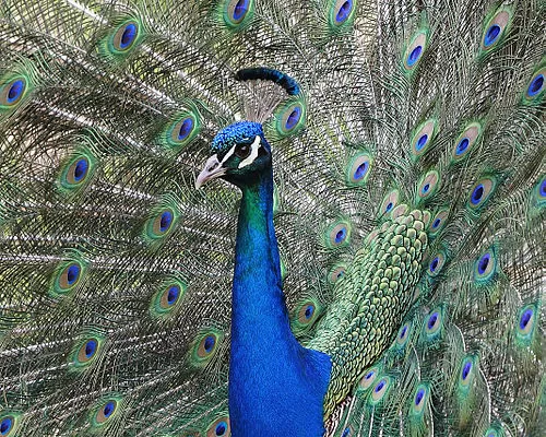 RUYADA  TAVUS KUŞU GÖRMEK