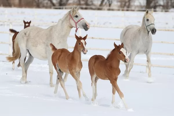 RUYADA   TAY  (At  yavrusu) GÖRMEK