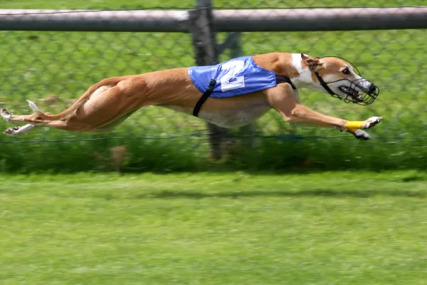 RUYADA  TAZI GÖRMEK