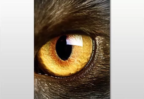 RUYADA  TEK GÖZ GÖRMEK