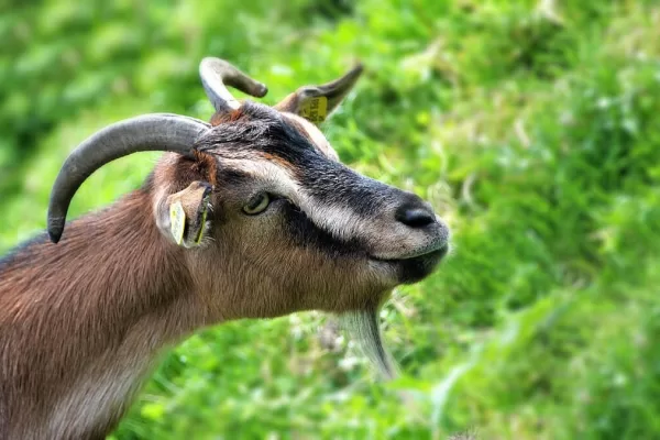 RUYADA   TEKE  (Keçinin  erkeği) GÖRMEK