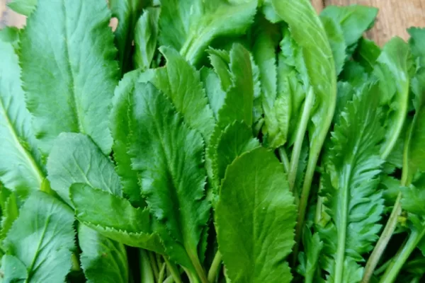 RUYADA  TERE GÖRMEK