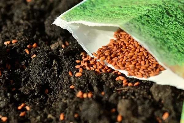 RUYADA   TOHUM  EKMEK GÖRMEK