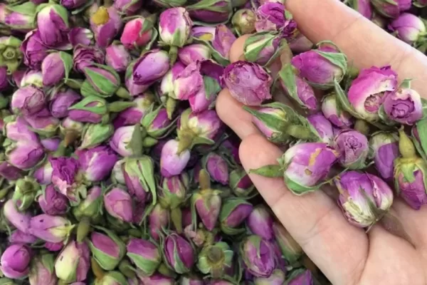 RUYADA  TOMURCUK GÖRMEK