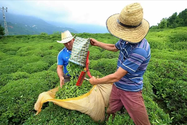 RUYADA  TOPLAMAK GÖRMEK