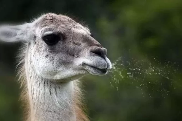 RUYADA   TÜKRÜK GÖRMEK