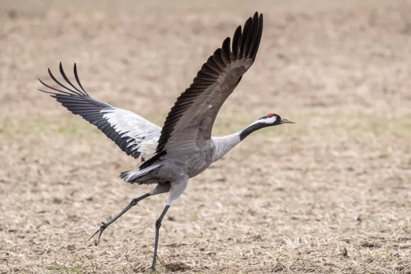 RUYADA   TURNA  KUŞU GÖRMEK