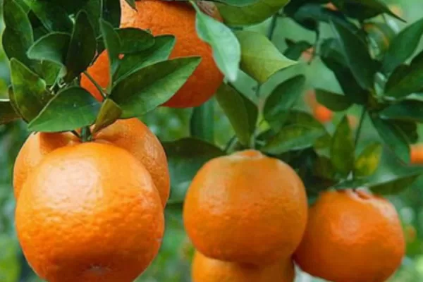 RUYADA  TURUNÇ GÖRMEK