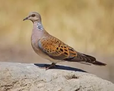 RUYADA   ÜVEYK GÖRMEK