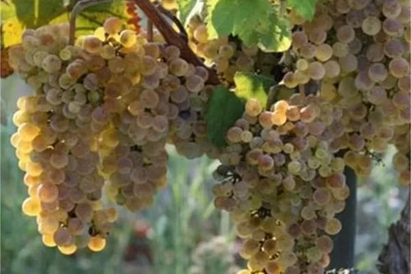 RUYADA  ÜZÜM GÖRMEK