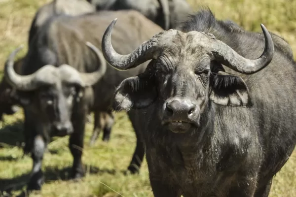 RUYADA   VAHŞİ  SIĞIR GÖRMEK