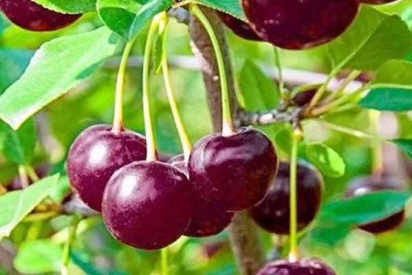 RUYADA  VİŞNE GÖRMEK