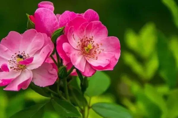 RUYADA  YABAN GÜLÜ GÖRMEK