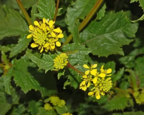 RUYADA  YABAN HARDALI GÖRMEK