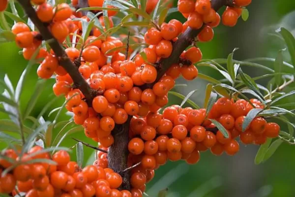 RUYADA  YABAN İĞDESİ GÖRMEK