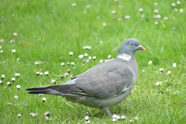 RUYADA   YABANÎ  GÜVERCİN GÖRMEK