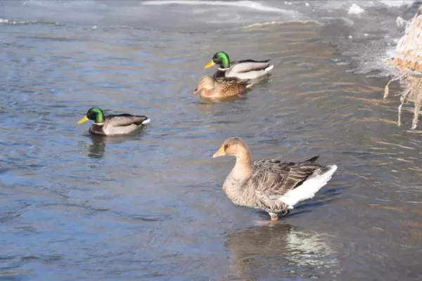 RUYADA  YABANİ KAZ VE ÖRDEK GÖRMEK
