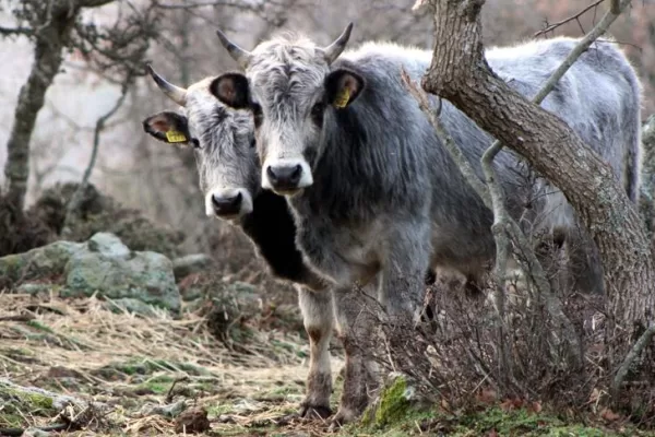 RUYADA   YABANİ  SIĞIR GÖRMEK