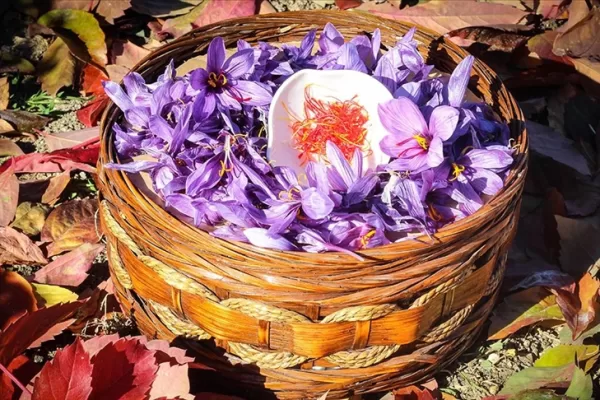 RUYADA   YABANİ  ZAFERAN GÖRMEK