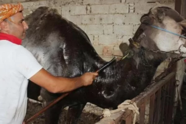 RUYADA   YAĞLAYICI GÖRMEK