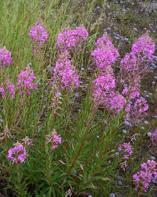 RUYADA   YAKI  OTU GÖRMEK