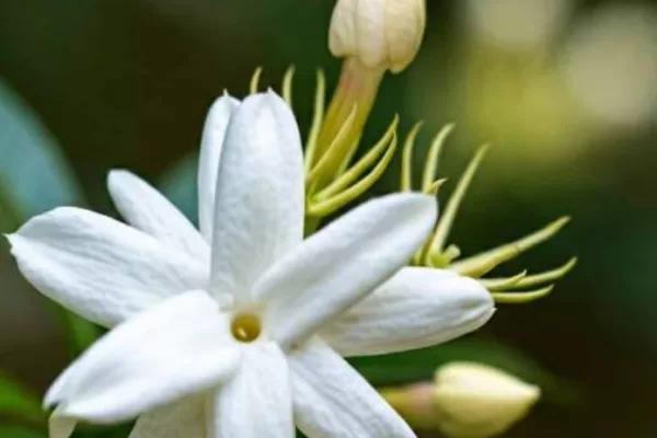 RUYADA  YASEMİN GÖRMEK