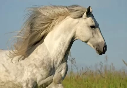 RUYADA  YELELİ  AT GÖRMEK