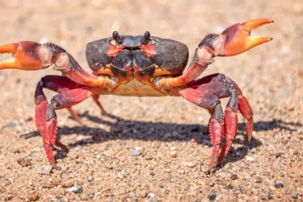 RUYADA  YENGEÇ GÖRMEK