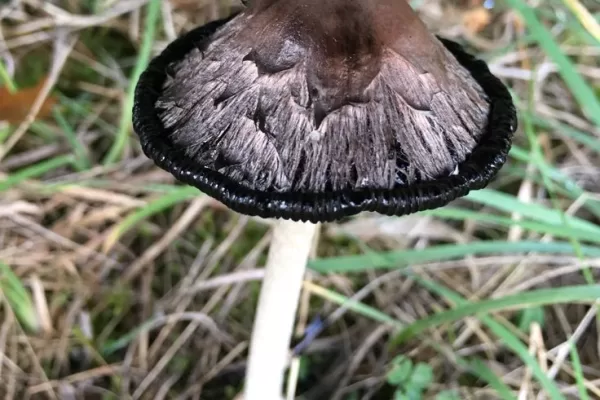 RUYADA  YER MANTARI GÖRMEK