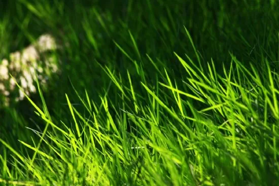 RUYADA   YERİN  YEŞİLLENMESİ GÖRMEK