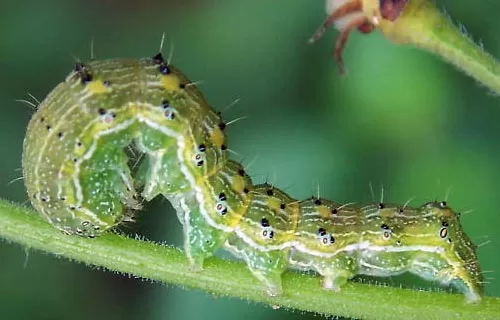 RUYADA  YEŞİL KURT GÖRMEK