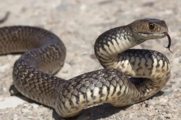 RUYADA  YILAN GÖRMEK