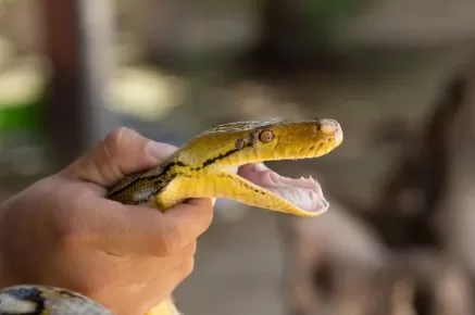 RUYADA   YILAN  TUTAN GÖRMEK